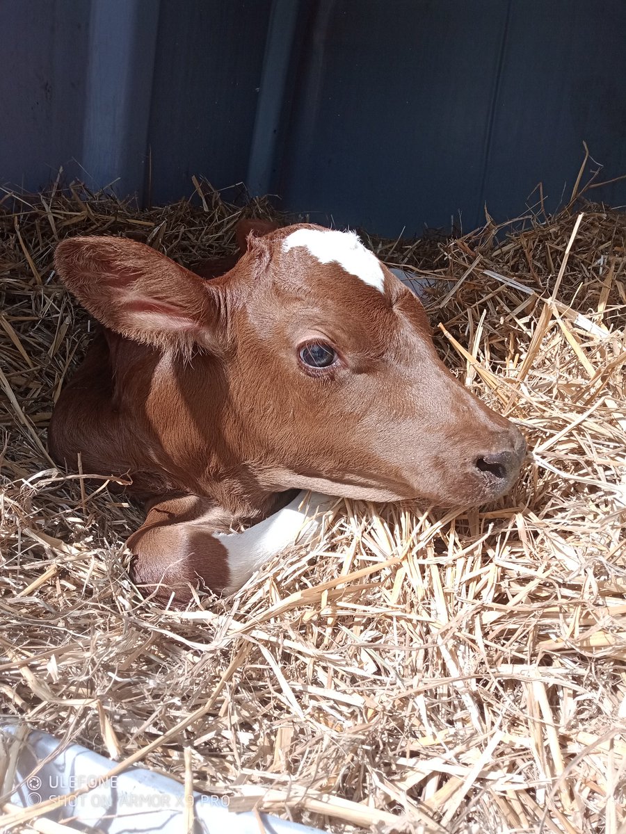 alexandre123698's tweet photo. Magnifique veaux "red holstein"... Oui mais c'est un mâle. 😤 #dégouté En accord avec la patronne, il reste et on va essayer de lui trouver une ferme ou faire carrière... Qui veut un taureau rouge? #redholstein #potivo #FrAgTw #ceuxquifontlelait https://t.co/D5cf8mQh2Y