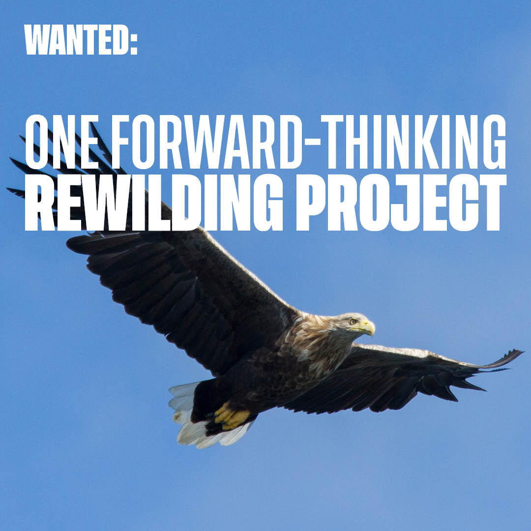 It's back! The second round of our Rewilding  Challenge Fund is open, with up to £100,000 to award to one ambitious, large-scale project.

We’re looking for the next project that wants to scale up #rewilding in Britain.

Find out more 👇 (1/2)

rewildingbritain.org.uk/how-to-rewild/…
