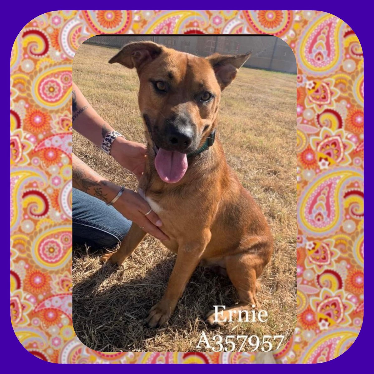 rothfarms's tweet photo. 🚨⏰ ERNIE #A347957 ⏰🚨 🐕
Only TWO yr OLD and already on death row 9/7😫🖤  Magnificent &amp; FRIENDLY Pooch deserves a CHANCE! HW+ needs med RESQ⛑️ 🙏 

Please PLEDGE 💰 for RESCUE Or Contact CORPUS CHRISTI ANIMAL CARE 🐾 📧 ccacsrescues@cctexas.com 📞 361-826-4630 https://t.co/Q1toWJQn0o
