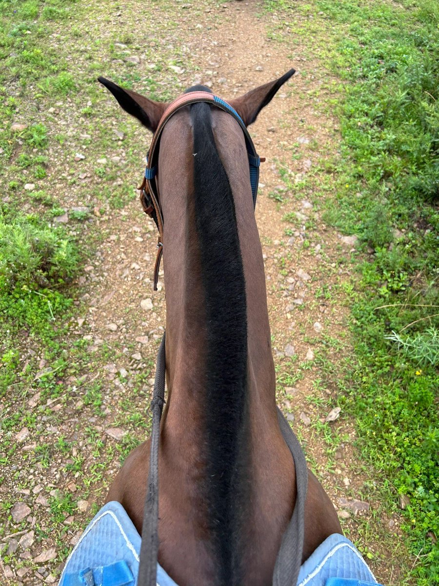 AilisiGirly's tweet photo. Life, suitable for yourself is happiness. Do not be jealous, do not compare, do not envy, do not force. Smile in the sunshine, run in the storm!#friesiansporthorse #pferd #pferdesport #frison #dressage #friendship #friesianhorse #friesianofinstagram #equestrianlife https://t.co/xiZxSDSOaB