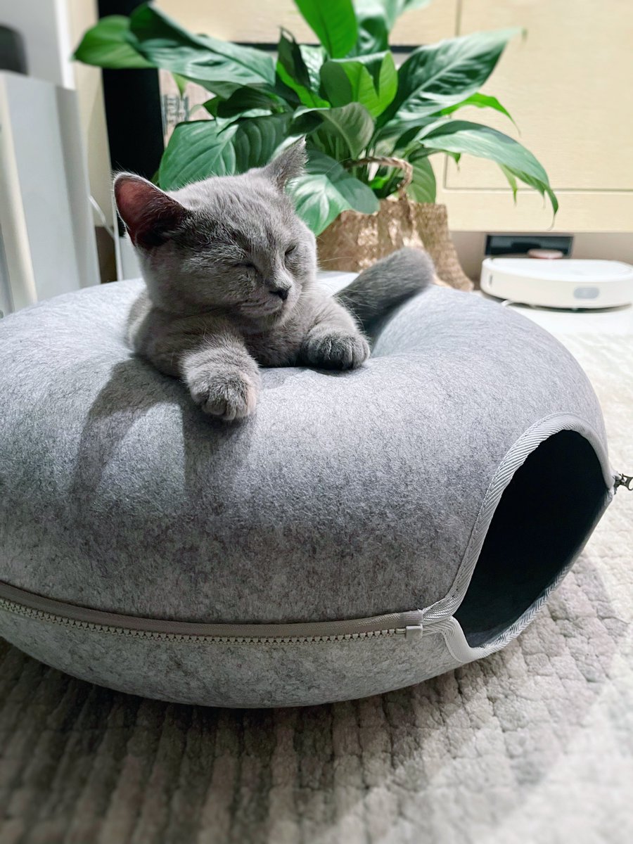 l_feier's tweet photo. Happiness is when cats actually use the bed I bought 🥹 #mochi #mibao #purrfect https://t.co/vkDhdJfrny