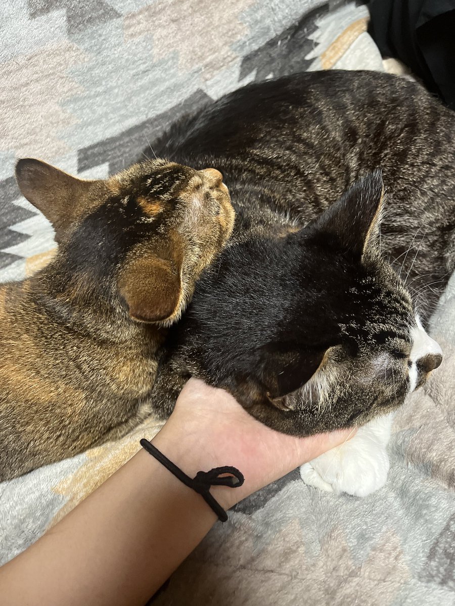 Mac_osu's tweet photo. 私ただ今絶賛一人暮らし中でして……
常にマックを拝める状況下では無いのです……😭😭
マックに会うためだけに帰ってもいいくらい。
あのモフモフをモフりたい……
ゆーても一昨日あってるんですけどね笑
マックを枕にして寝るのんちゃんも見れて幸せだったなぁ……
#猫がいる幸せ 
#猫がいる暮らし https://t.co/KttEbz5yR5