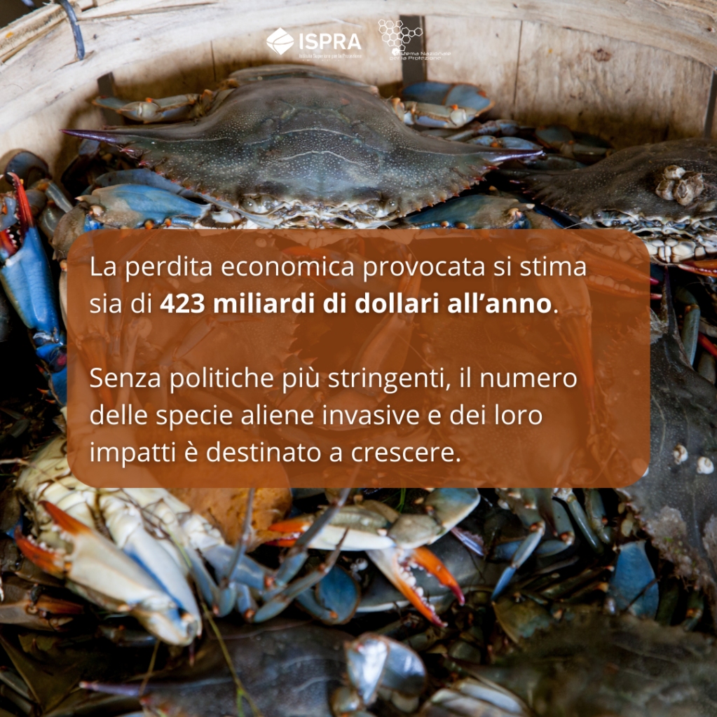 🦀 Le #speciealiene invasive hanno contribuito al 60% delle estinzioni degli ultimi secoli e causano una perdita economica di 423 miliardi di dollari all'anno.
Lo conferma il Rapporto @ipbes #InvasiveAlienSpecies , cui ha collaborato Ispra.

Scopri di più: bit.ly/3Ra0yVc