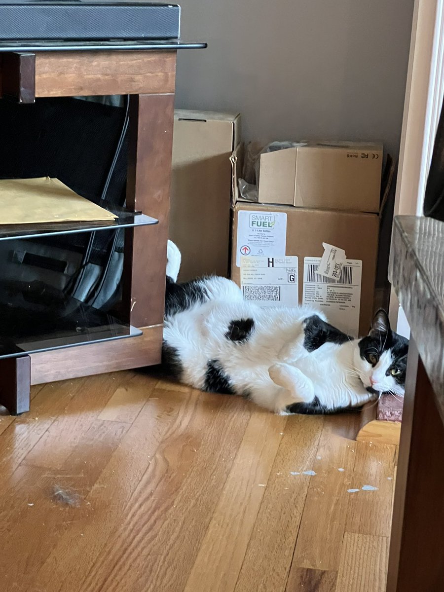 Enoughshed's tweet photo. No comment…..#CatsOfTwitter #CatsOnTwitter #CatsOnX https://t.co/Jnl6GyEnOo