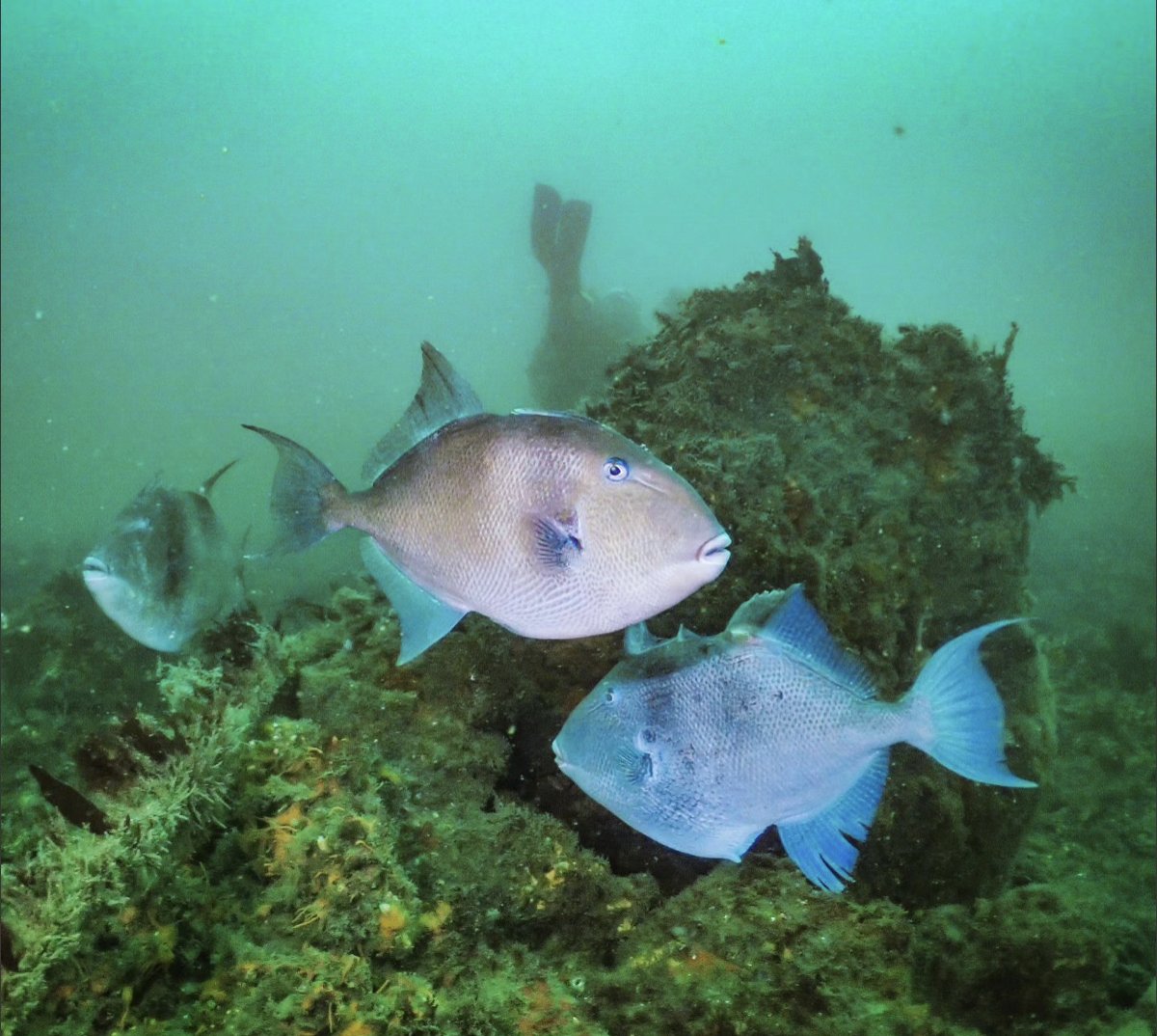 Congrats to our August #divewithBSAC Prize Draw winner Meg from 
<a href="/scubadivingmacc/">ECSAC</a> for her rare sightings photo of some trigger fish off Eastern Kings Beach in Plymouth Sound
We have loved seeing all your photos - we'll post some more of our favourites soon!