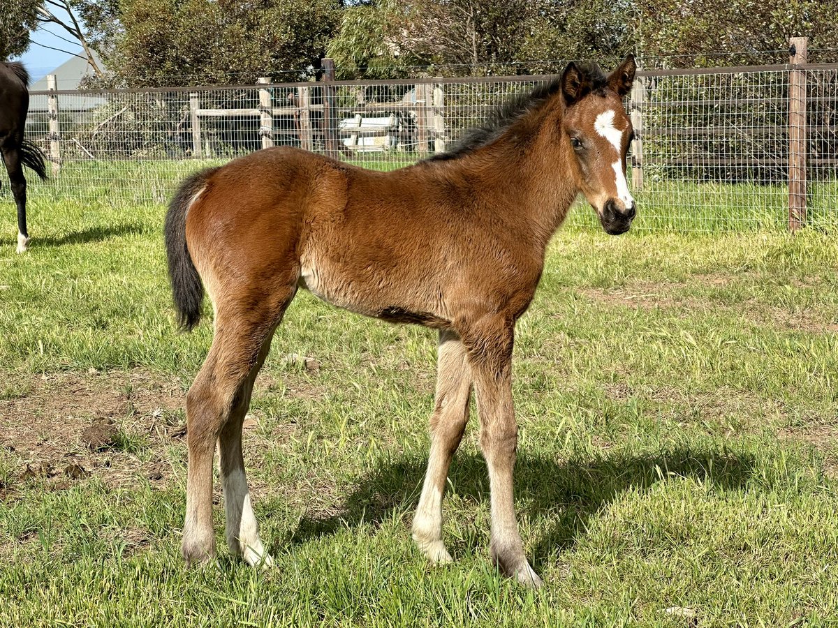 This is one seriously sexy filly foal by @CoolmoreAus St Mark’s Basilica x Arizona Girl. 1/2 sis to Rose of Shalaa, nom’d for Atlantic Jewel Stakes at MV on Saturday @breednet @TTRAusNZ @anz_news @SAbreeders