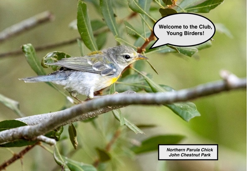 FOSBirds tweet picture