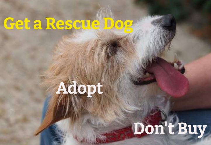 Please help support Three Counties Dog Rescue on LotterySK lotterysk.co.uk/support/three-… #dogrescue #help #dogs #loveofdogs <a href="/3CountiesDogs/">Three Counties Dogs</a>