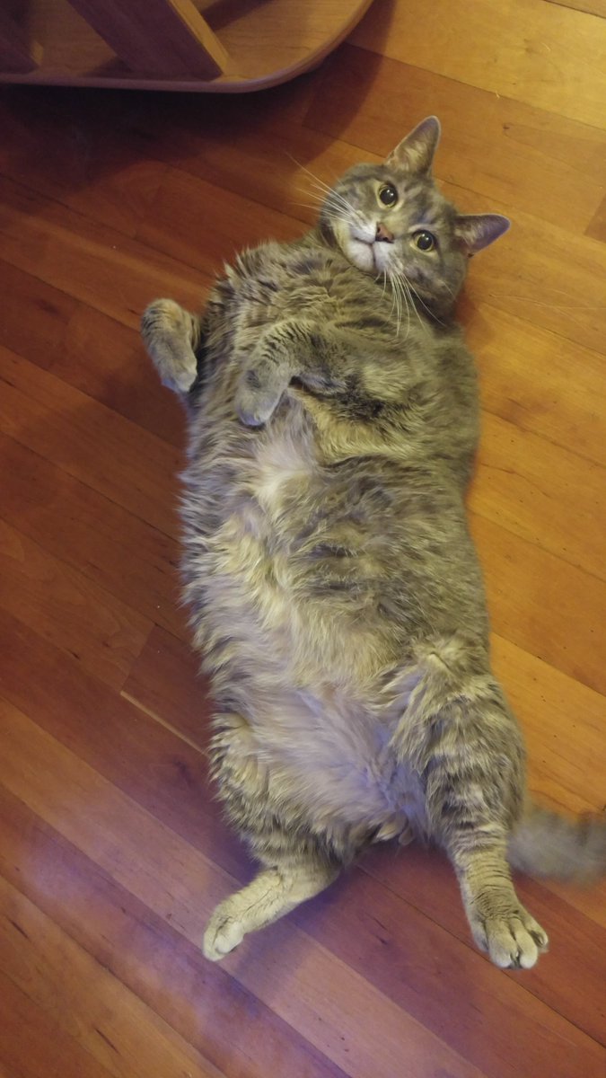 kaysaraahsaraah's tweet photo. Can I ask for a paw circle even if this isn't a #CatsOfTwitter or #Hedgewatch account? We're taking dear 14 yr old Toby to emergency vet. Might just be something w/ a tooth but still. He meows in pain if we pet him &amp; even once or twice on his own. No food or H20 since last night. https://t.co/bvCeqvJo20