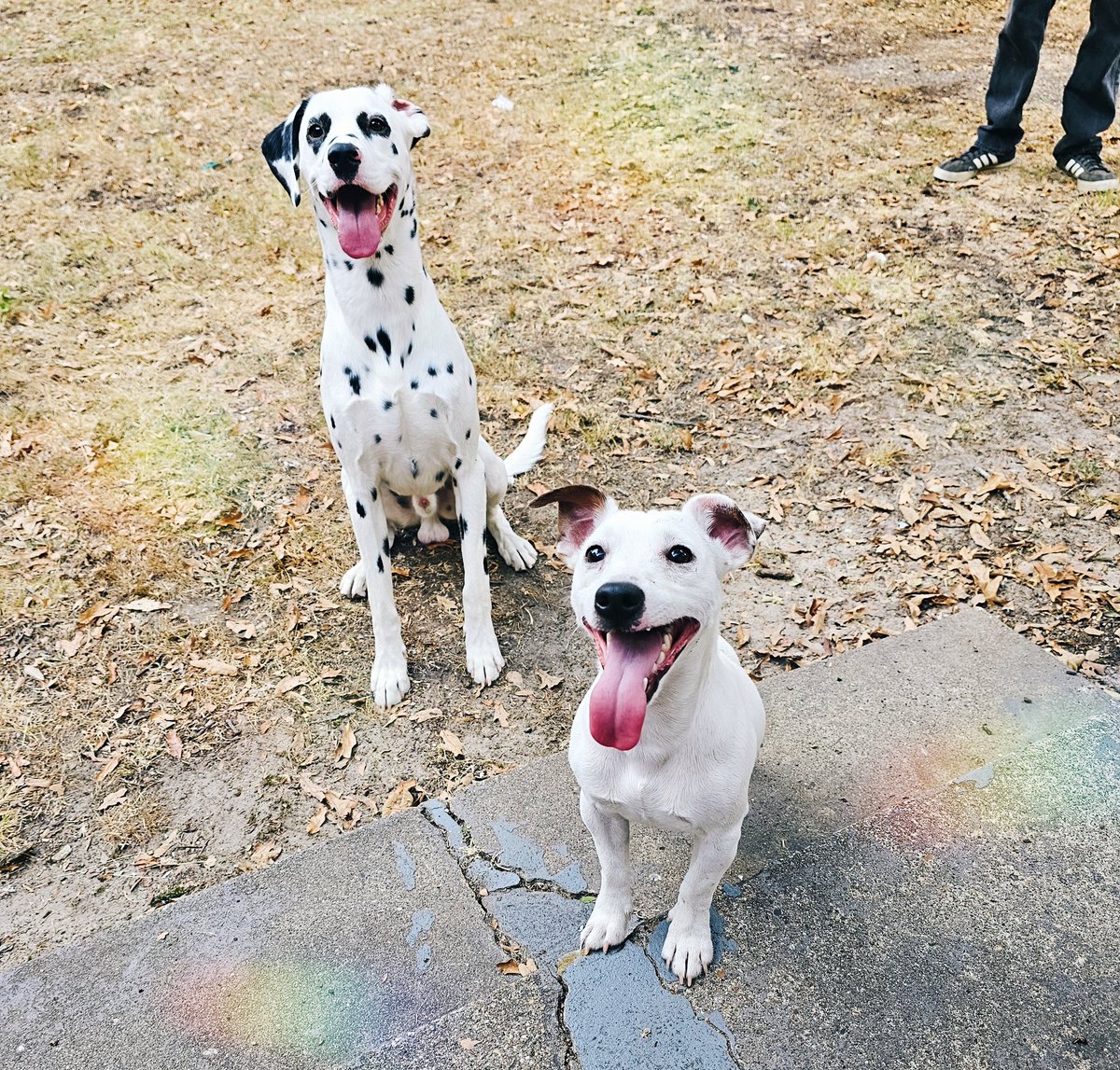 kbouchillon86's tweet photo. 🥰🐾 https://t.co/MQRDPdTxG1