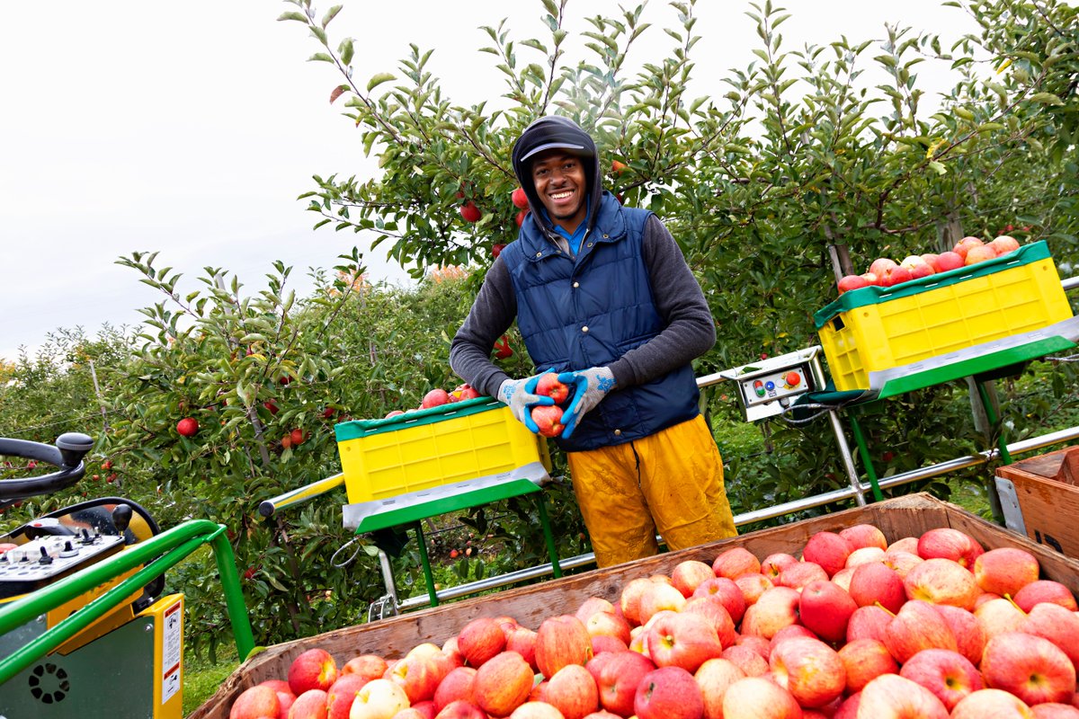 MtaMigrantWrkr's tweet photo. SAWP? TFW? These acronyms refer to the government programs through which migrant workers can legally come to Canada to work on fruit + vegetable farms. Visit our website to learn about the importance of these programs and how they protect workers' rights. https://t.co/1ZFV5J9dWA https://t.co/kJc5tnt920