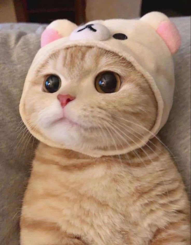 bakafish5's tweet photo. @cursed_kittens https://t.co/U9ImlBp8Wo
