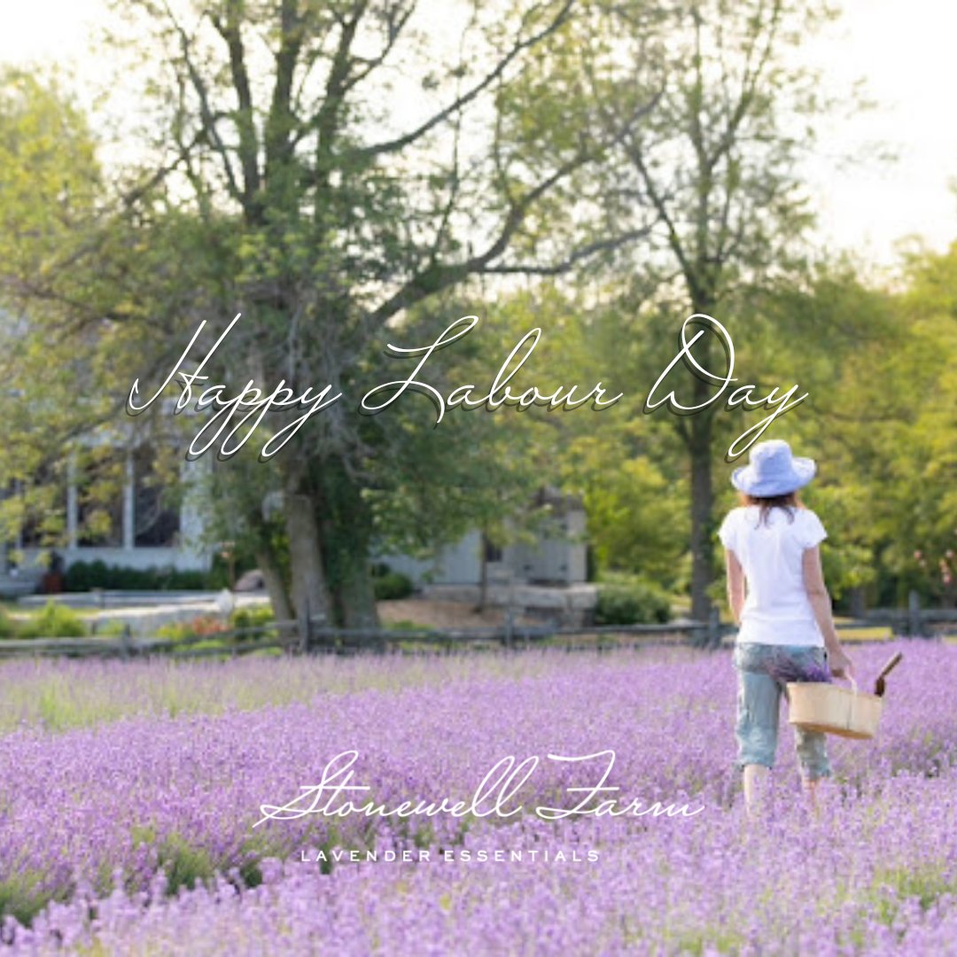 FarmStonewell's tweet photo. Enjoy your Labour day. We are excited to see what fall brings us here on the farm!

#labourday #longweekends #stonewellfarm #lavenderfarm #flowerfarm #lavenderfields #farmgrown #lavenderfarmers #caledonontario #erinontario #haltonhillsontario
https://t.co/ozlsuwtE9b https://t.co/0xtR6mnOMI