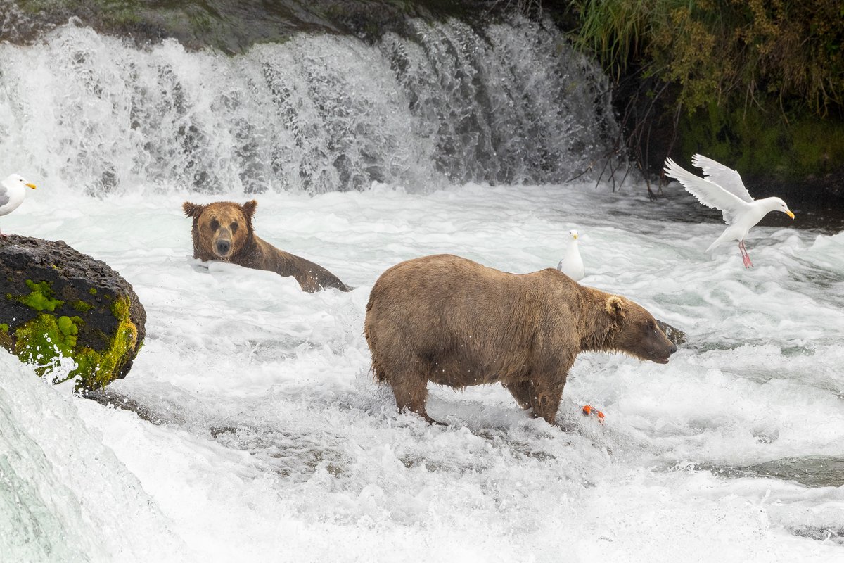 "So God created great sea creatures and every living thing that moves, with which the waters abounded, according to their kind, and every winged bird according to its kind. And God saw that it was good." (Genesis 1:21) #Alaska #NationalWildlifeDay