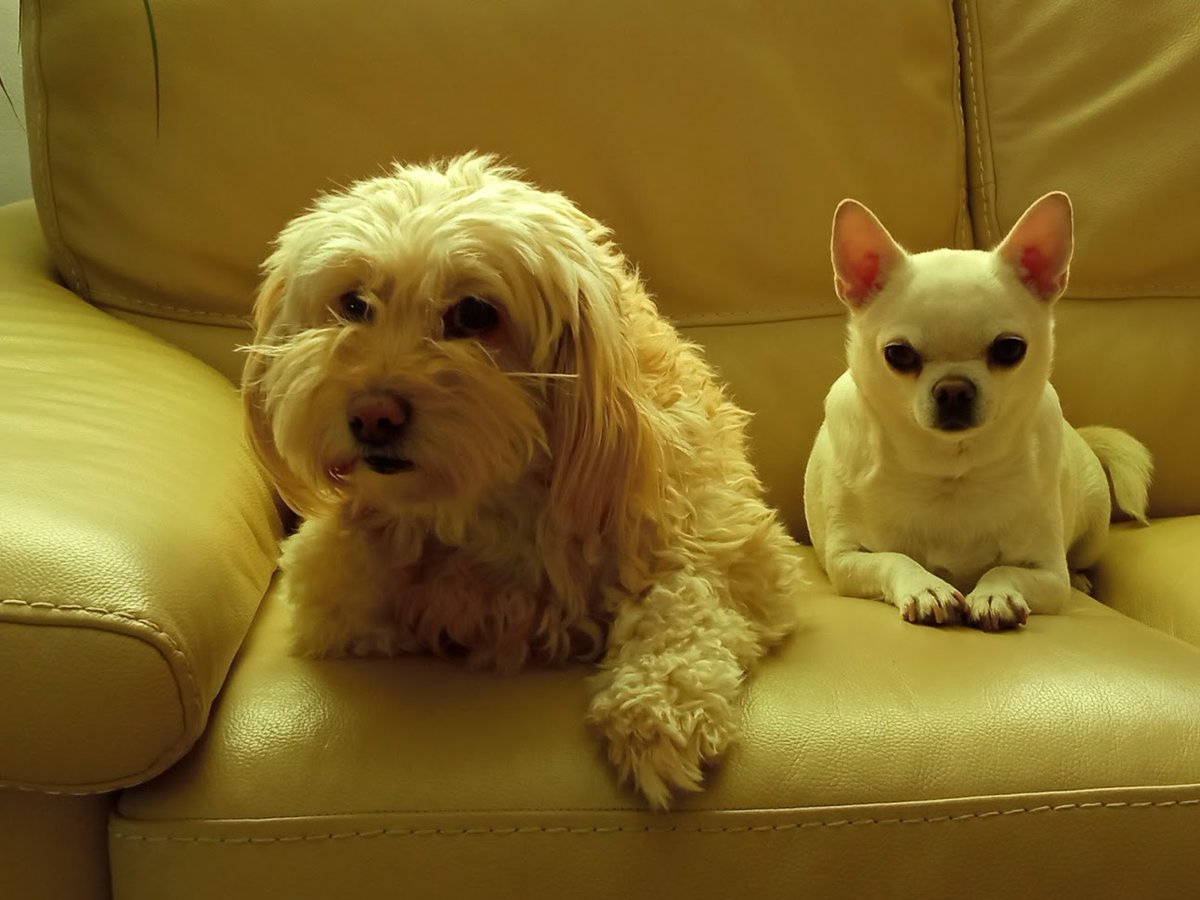 Vilma, de doce años, y Bambi, un chihuahua de ocho. Los dos eran de mi hermana Rosa. Cuando falleció en 2017, los adoptamos. Son inseparables. Mi hermana sufría graves discapacidades físicas: síndrome de Turner, neurofibromatosis, pelvis de Otto, una diferencia de cinco