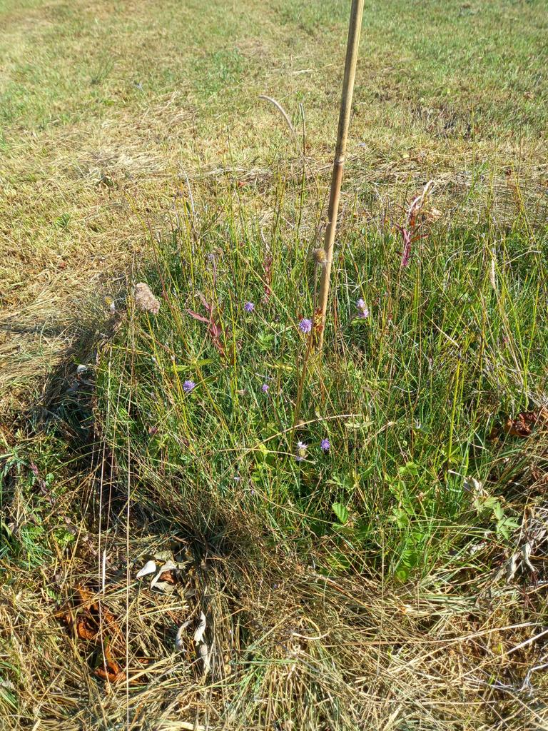 Het #maaien en #afvoeren van onze schraal- en blauwgraslanden in de Mieden begint vaak pas in september. Met aangepast materiaal voor natte omstandigheden, en ook dan laten we stukken staan voor insecten.#nagelschaartjesbeheer <a href="/staatsbosbeheer/">Staatsbosbeheer</a> Noard #Fryslân