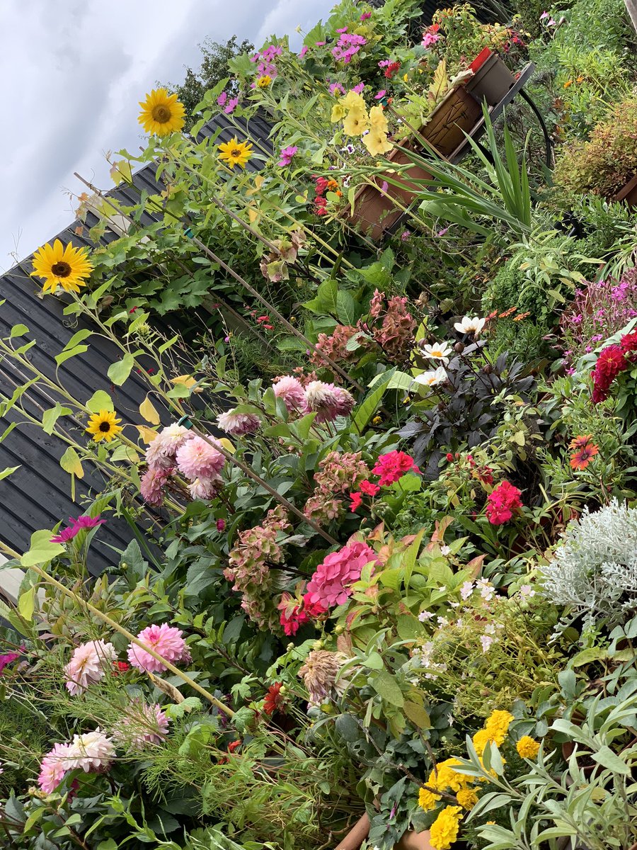 Garden is enjoying the sunshine today #garden #flowers