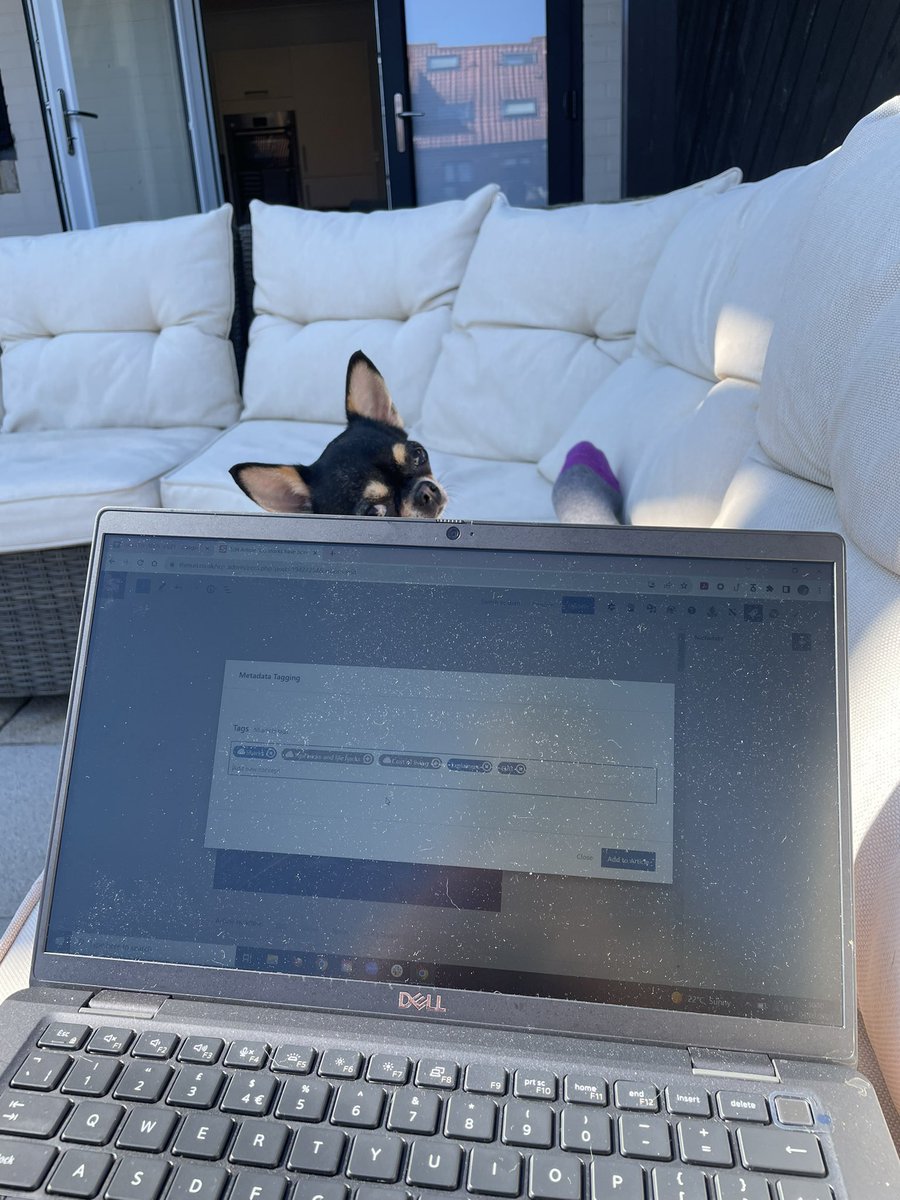 ChloeStratton98's tweet image. How to work from home in the sun… sit outside and the dog peeks over the laptop 😂