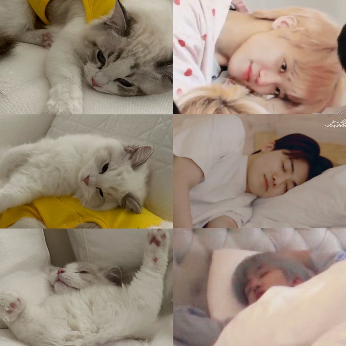 meow meow meow ♡︎