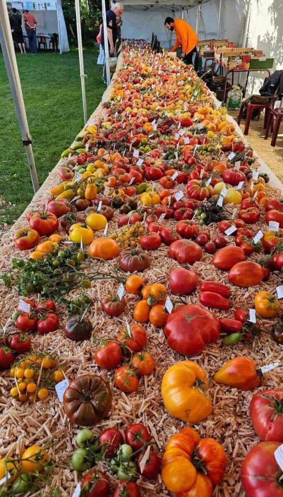 1504 varieties tomatoes at the Brussels festival! ❤️🍅