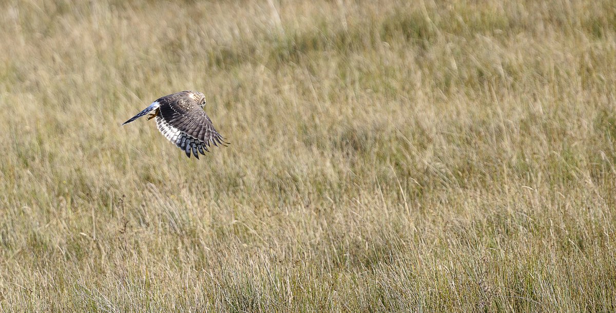 Jmitcheson1's tweet photo. What a pleasure it was to see this Female Hen harrier on the Durham moors last night. 

#henharrier

@teesbirds1
@durhambirdclub
@natures_voice
@bbcspringwatch
@bbcwildlifemag https://t.co/mqBUneoTGZ