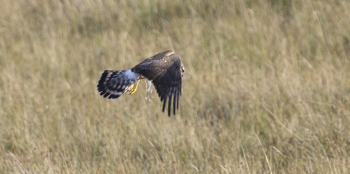 Jmitcheson1's tweet photo. What a pleasure it was to see this Female Hen harrier on the Durham moors last night. 

#henharrier

@teesbirds1
@durhambirdclub
@natures_voice
@bbcspringwatch
@bbcwildlifemag https://t.co/mqBUneoTGZ