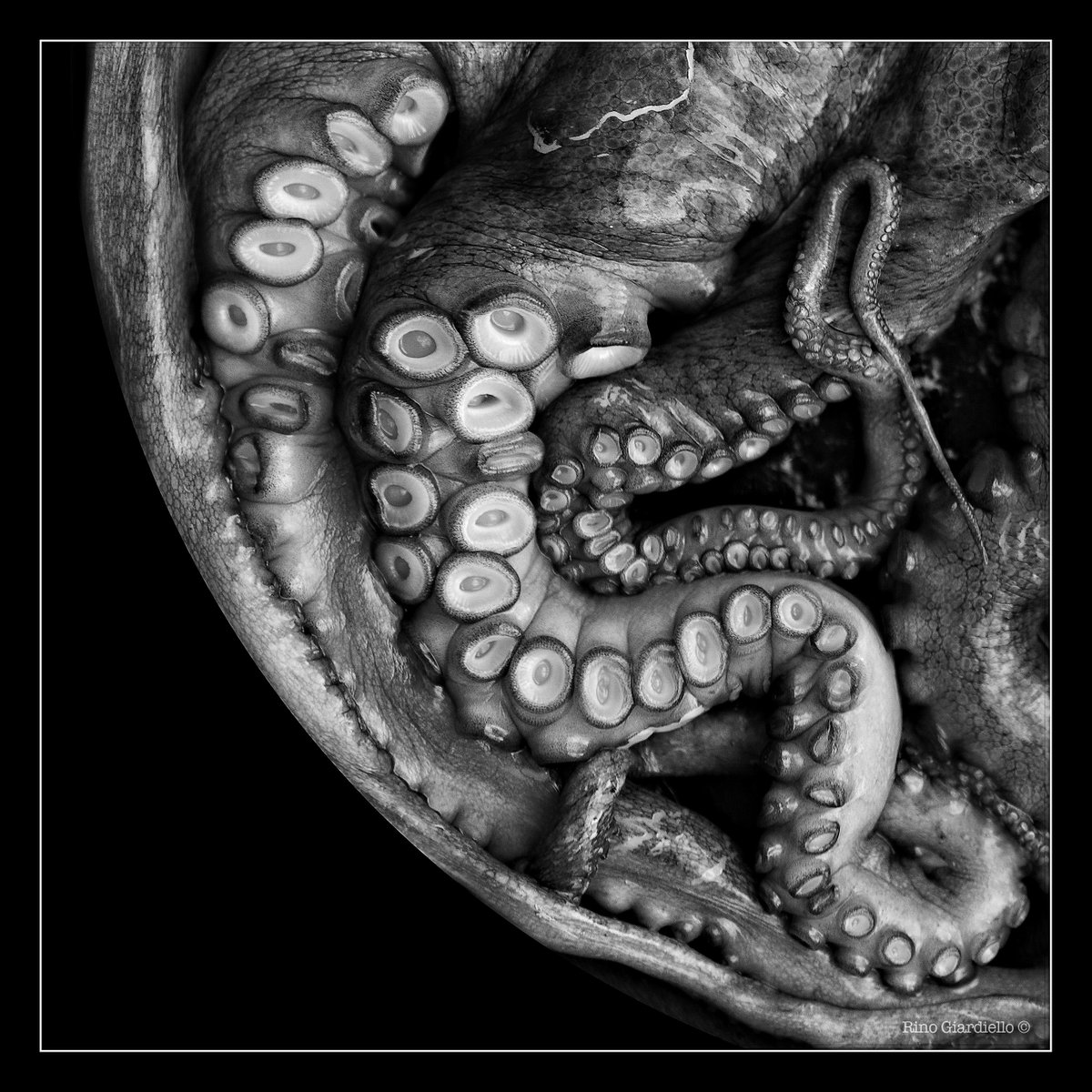 Rino Giardiello tweet media