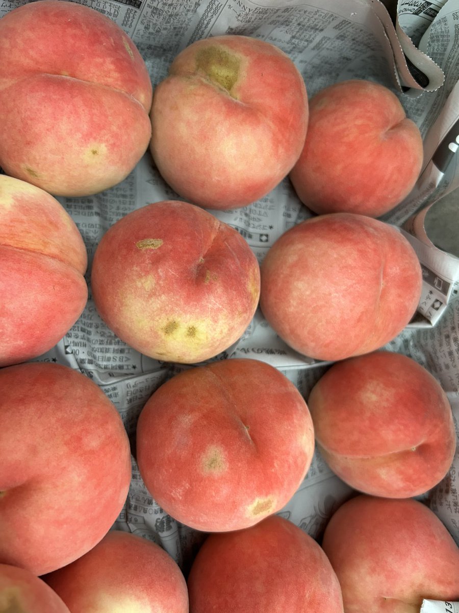 プレゼント企画まだまだやります❗

ゆうぞら　２K　１名様
ゆうぞら訳あり　2名様

応募方法🐕️
<a href="/YukieMarusei/">まるせい果樹園&森のガーデン</a> 
この投稿をRT

締め切りは９月６日(水)まで

なお小玉の販売は在庫的に明日あたりで販売終了する可能性がございますのでよろしくお願い致します。

次はぶどうかな🍇