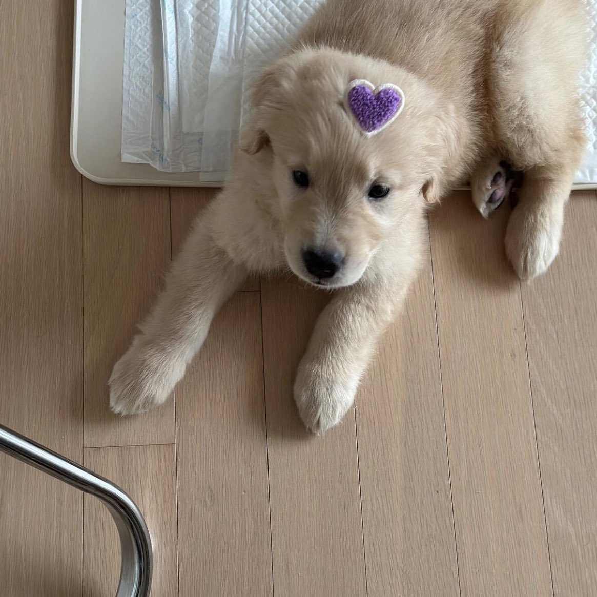 takemybear 🐶 tweet media