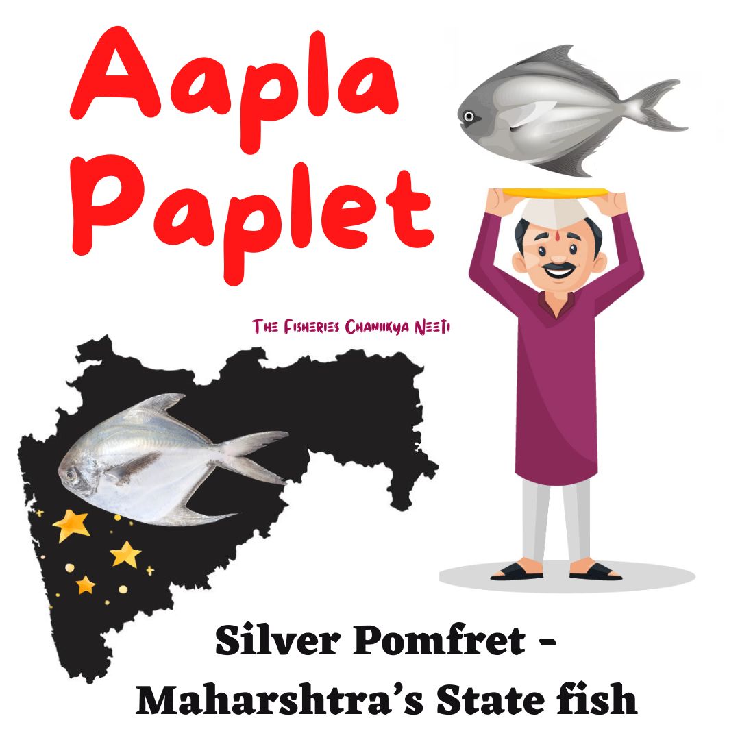 State Fish of Maharashtra - Silver Pomfret
<a href="/ICAR_NBFGR_LKO/">ICAR-National Bureau of Fish Genetic Resources</a> <a href="/FisheriesGoI/">Department of Fisheries, Min of FAH&D</a>
