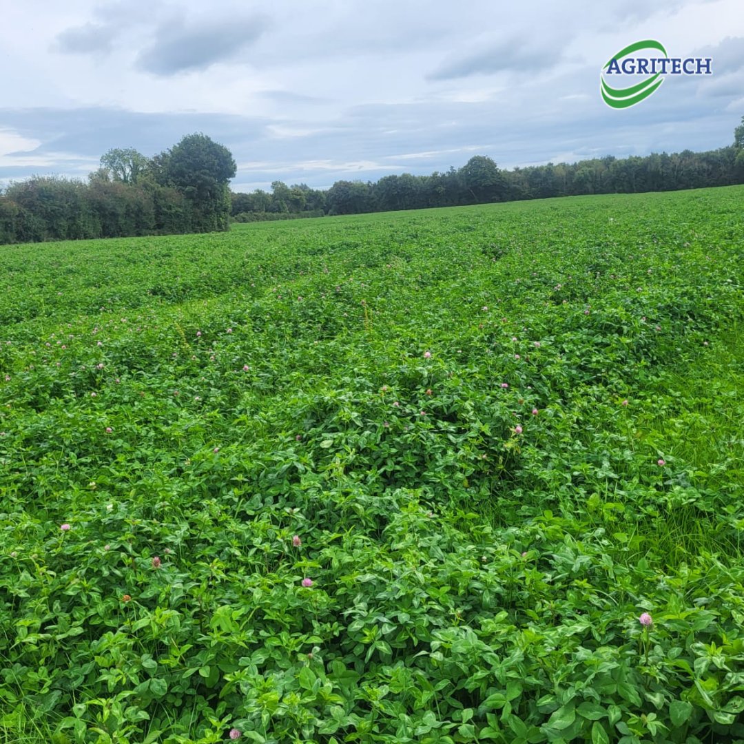 AgritechIreland's tweet photo. Tipperary Grass Perennial and Red Clover Multicut Mixture in Ballivor, Co. Meath.🍀 Almost ready for its 3rd cut of the year, grown with zero chemical N, just slurry!👏

#RedClover #TipperaryGrass #SustainableFarming #Reseeding #RedCloverSilage #Multicut #GrassSeed https://t.co/u7ou9ngpb2