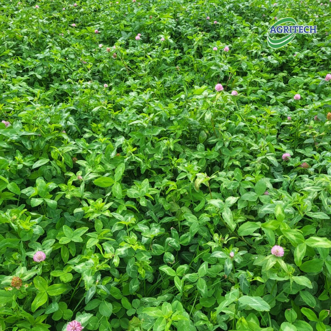 AgritechIreland's tweet photo. Tipperary Grass Perennial and Red Clover Multicut Mixture in Ballivor, Co. Meath.🍀 Almost ready for its 3rd cut of the year, grown with zero chemical N, just slurry!👏

#RedClover #TipperaryGrass #SustainableFarming #Reseeding #RedCloverSilage #Multicut #GrassSeed https://t.co/u7ou9ngpb2