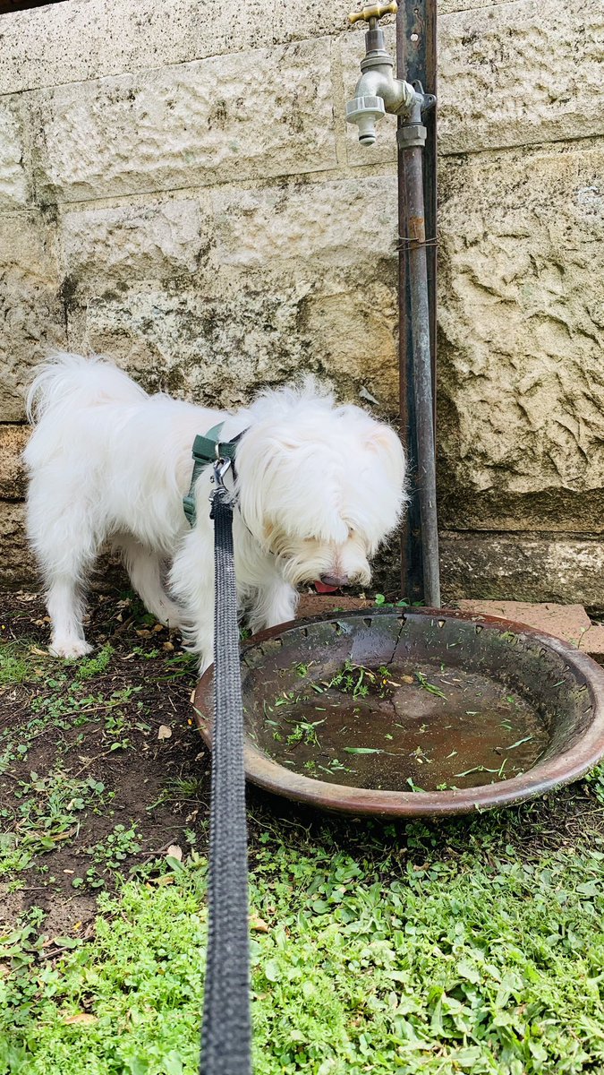 Hi pals! I went for a Spring walk 🌷
The weather is warm already so I had a drink of water here ☀️🌴🐕
Cooled my paws too 🐶 Hope you’re having a good day too 🩵 Luv Rocky 
#dogwalk #dogs #dogoftheday #dogstory #dogtale #dogsofx #doggosdoingthings  #saltywavedog #dogsoftwitter