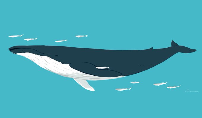 「shark whale」 illustration images(Latest)