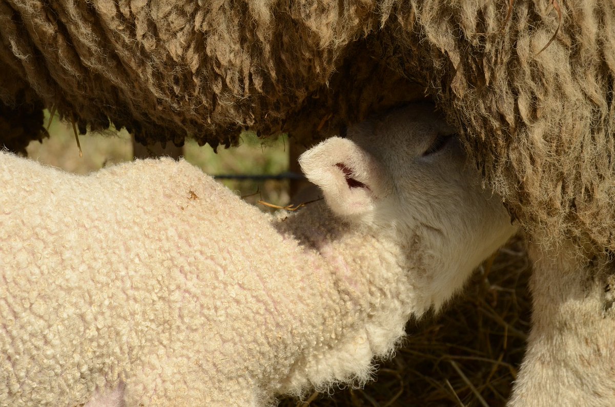 Veeplaas1's tweet photo. Lamoorlewing is die spilpunt waarom skaapboerdery draai. Lees op #AgriOrbit hoe jy ooivoeding kan benader om melkproduksie en lammeroorlewing te bevorder: https://t.co/pHxl7x4lz7.
#Feedtekprodukte #VraVirFeedtek #TrotsFeedtek #Feedtek https://t.co/bWC5N9LDhF