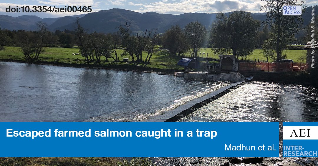 Over half of the farmed Atlantic salmon from a wild spawning population caught in an upstream migration trap in the River Etne, Norway, in the period 2014–2018 were mature. bit.ly/AEI_15_271
