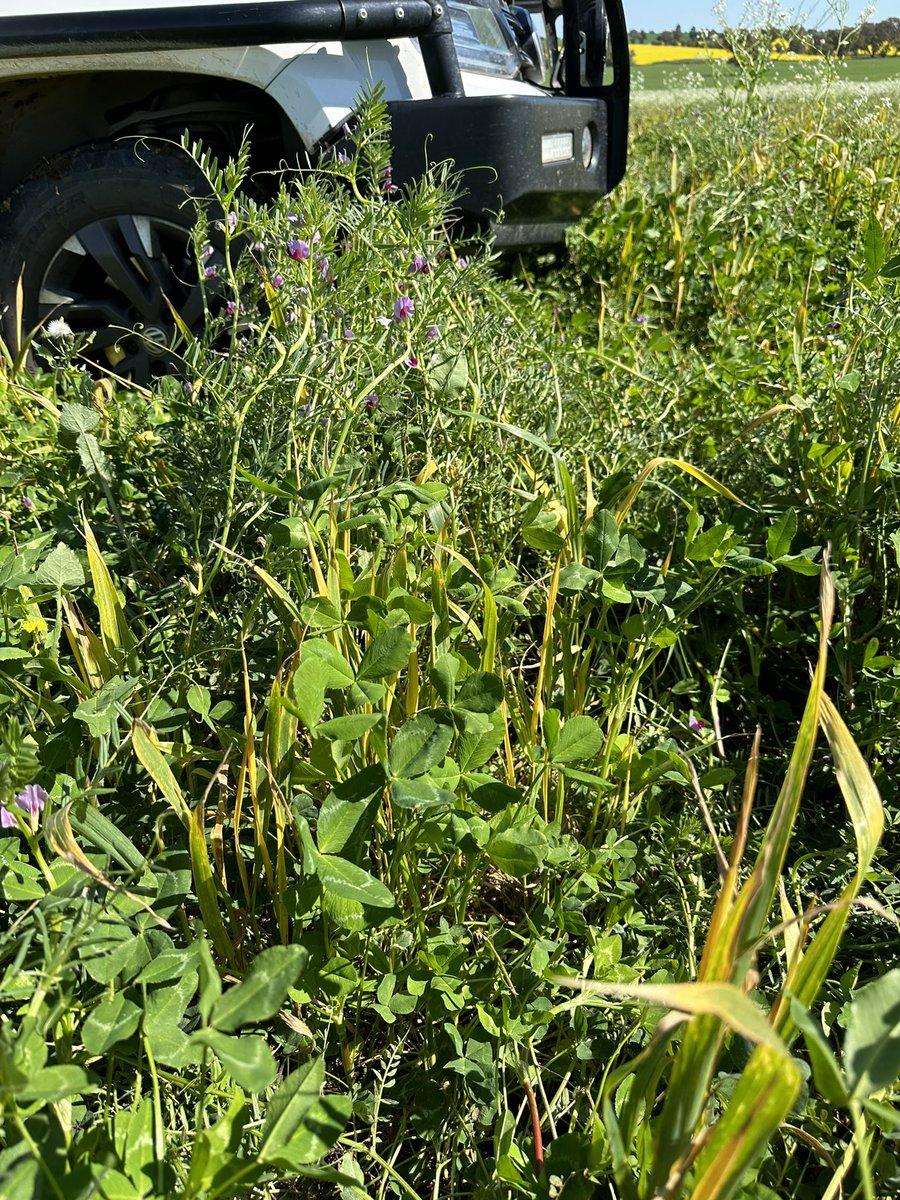 Vetch companion mixes are kicking along as temps warm up & roots tap into subsoil moisture. Arrowleaf clover is now going nuts after a slow start. Weaned lambs finishing off the radish & turnips as the sprayed grasses melt down. #doublebreak @WeedSmartAU