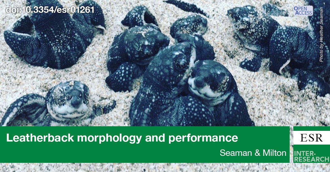 Sea turtle populations are declining due to anthropogenic threats. High nest temperatures from climate change negatively impact #LeatherbackTurtle nest success and hatchling land locomotion, which may make them more vulnerable to predators. bit.ly/esr_51_305