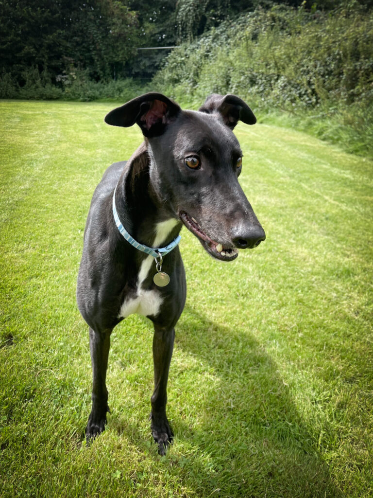 ForeverHoundsUK's tweet photo. Handsome King was getting a bit upset that he wasn't getting any home offers, so we thought we'd treat him to a photoshoot to improve his dating profile! 😍 Check out these new pics, which he hopes will steal your heart! ❤️
https://t.co/adFkH8iliK #adoptdontshop https://t.co/UNow5gnkng