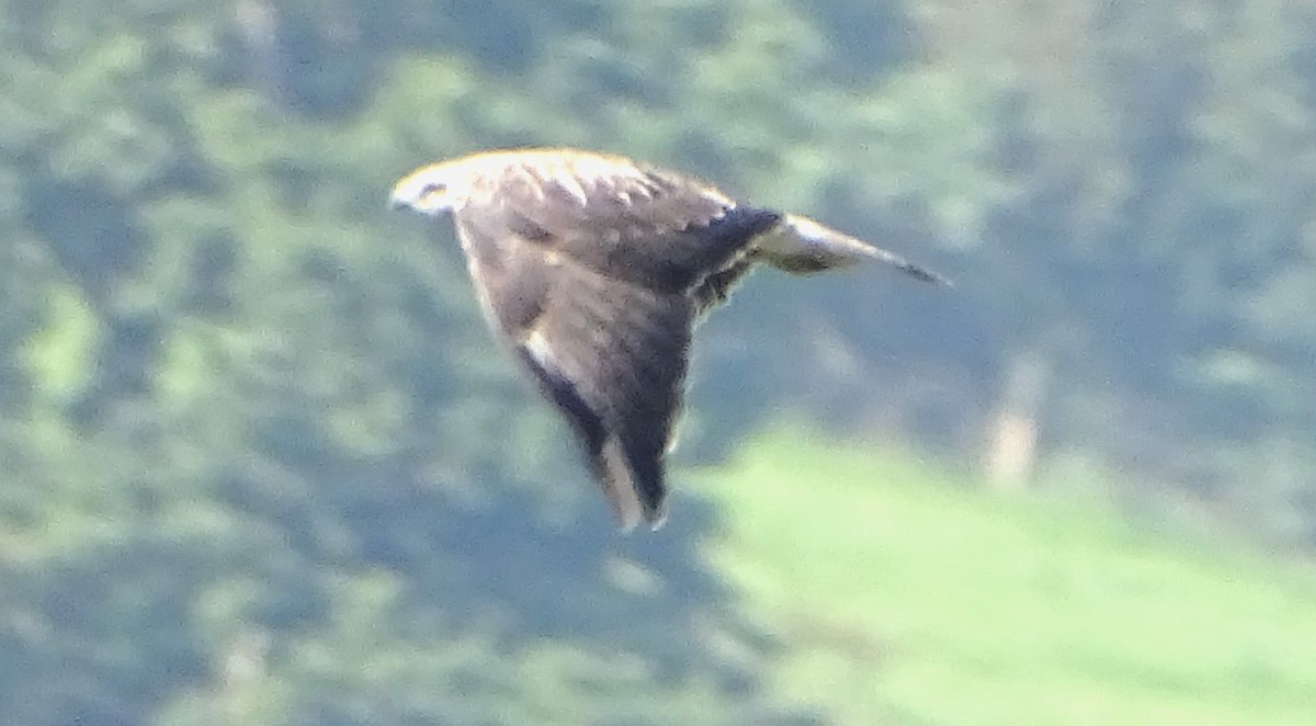 MarburyBirds's tweet photo. I said this morning that you never know what you're going to see... well I saw this beautiful bird, but am embarrassed to say I'm not sure what it is! I've studied  my Collins guide, but keep changing my mind as to what it is.  I don't seem to be able to differentiate details! https://t.co/JwPdrlxkZ6