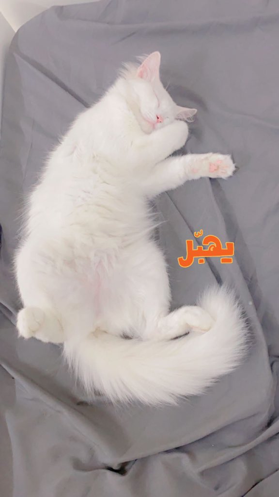 rxilvo's tweet photo. يوم الاثنين ٤/٩/٢٠٢٣
س ١٠:٥٥ ص
الله يجبر بخاطري يارب 💔💔. https://t.co/QHdMGdgOXB