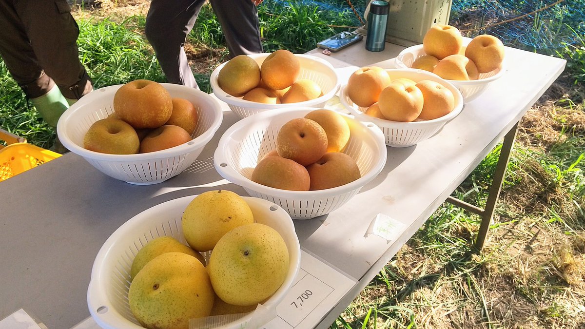 ohmi0921's tweet photo. 利府おもて梨園🍐開店情報
9/5火12時より直売所で利府梨を販売します。
朝に適熟の梨を厳選して収穫してきます。
幸水、あきあかり、秀玉あたりをお出しする予定です。
贈り梨の予約も受付致します。
無くなり次第、閉店致します。
皆様のご来店お待ちしてます！
#利府梨 #梨 #利府おもて梨園 https://t.co/PLAgFtlhyA