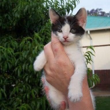 PebblesAndSeth's tweet photo. Seth 🌈🐾 we should have been celebrating Seth's 17th birthday today. Instead we mark 8 weeks since he was taken from us by an uncontrolled off-leash dog #CatsOfX #CatsOnTwitter #SuperSeniorCatsClub #CatsOfTwitter #CatsofTwittter https://t.co/GJRZQoUTt5