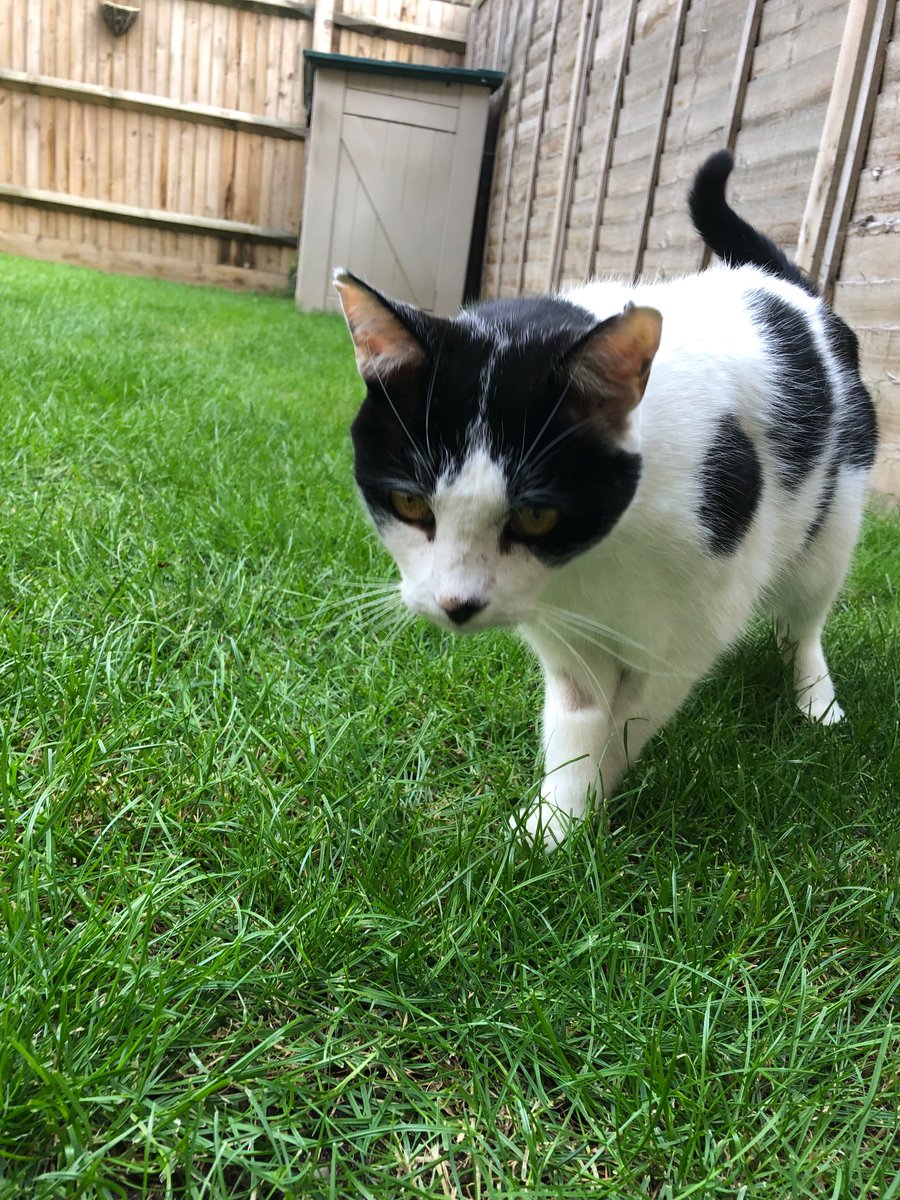 PebblesAndSeth's tweet photo. Seth 🌈🐾 we should have been celebrating Seth's 17th birthday today. Instead we mark 8 weeks since he was taken from us by an uncontrolled off-leash dog #CatsOfX #CatsOnTwitter #SuperSeniorCatsClub #CatsOfTwitter #CatsofTwittter https://t.co/GJRZQoUTt5