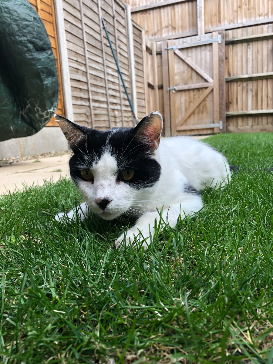 PebblesAndSeth's tweet photo. I don't think there is a way to ever be okay with this. Rest easy my beautiful boy. You deserved so much better 
#CatsOfX #CatsOnTwitter #SuperSeniorCatsClub #CatsOfTwitter #CatsofTwittter https://t.co/duKH6LAqPY