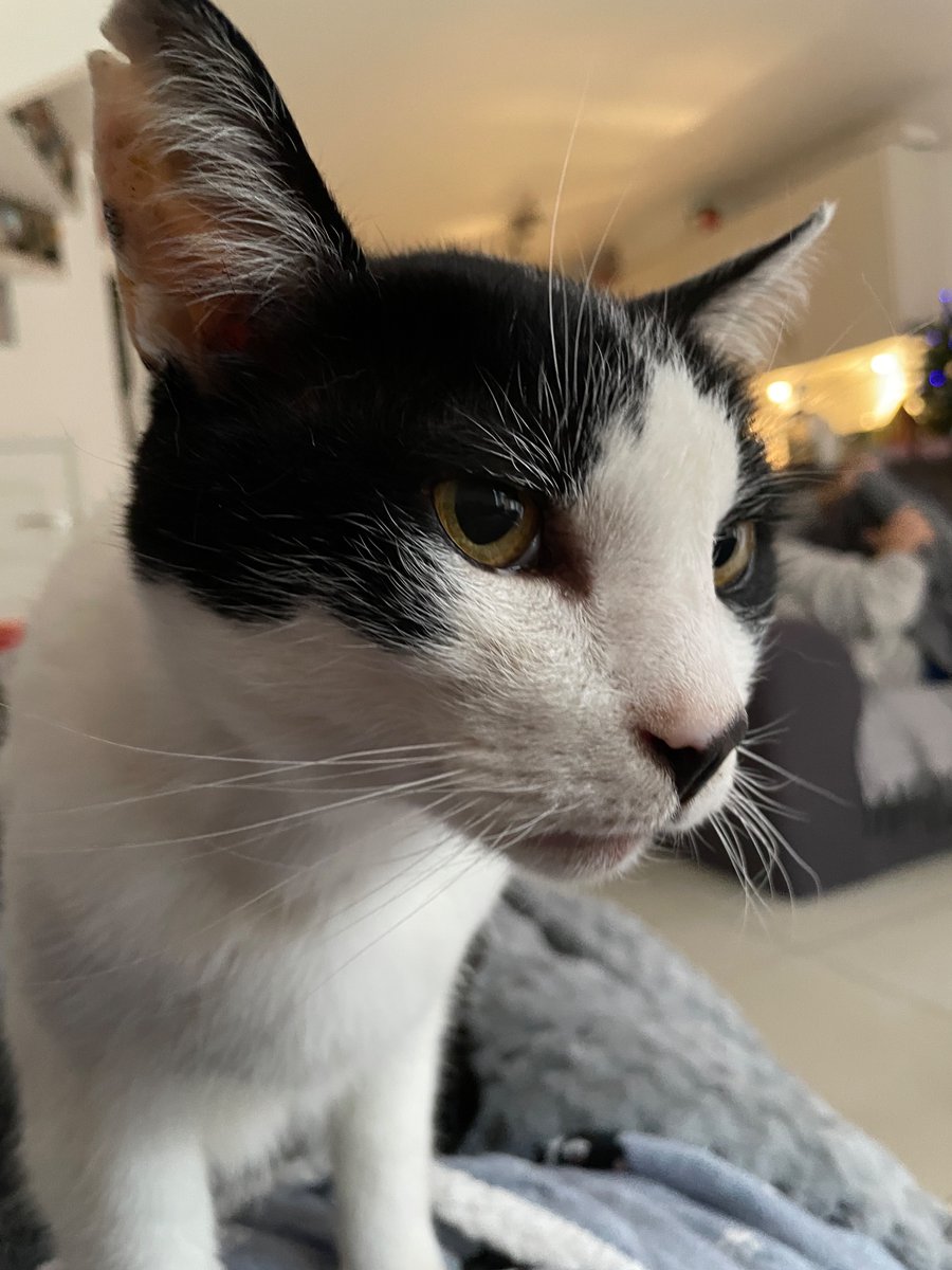 PebblesAndSeth's tweet photo. I don't think there is a way to ever be okay with this. Rest easy my beautiful boy. You deserved so much better 
#CatsOfX #CatsOnTwitter #SuperSeniorCatsClub #CatsOfTwitter #CatsofTwittter https://t.co/duKH6LAqPY