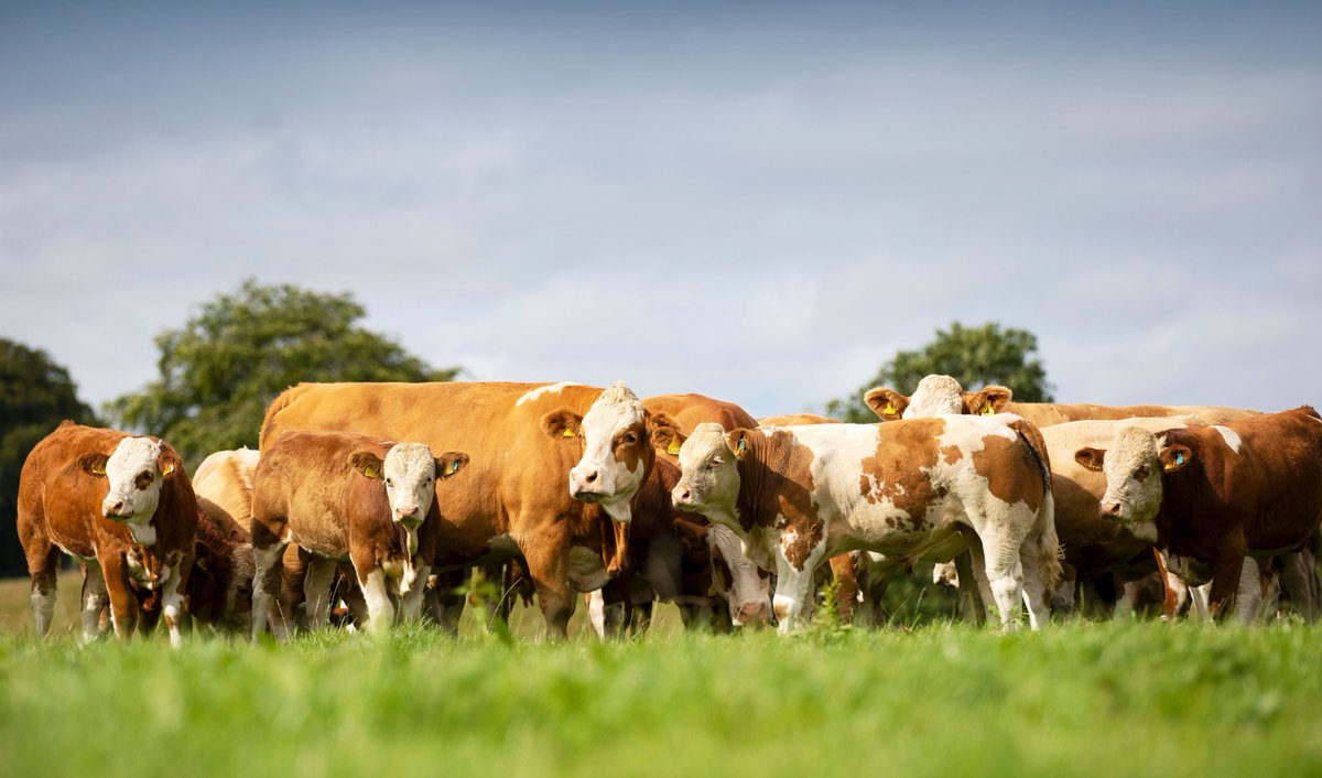 British Simmental tweet media