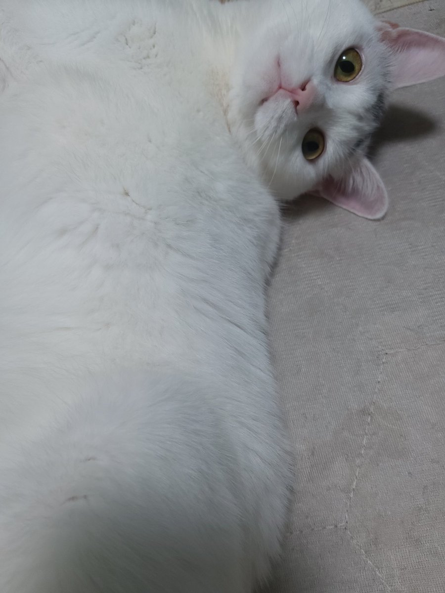 Fokste's tweet image. 