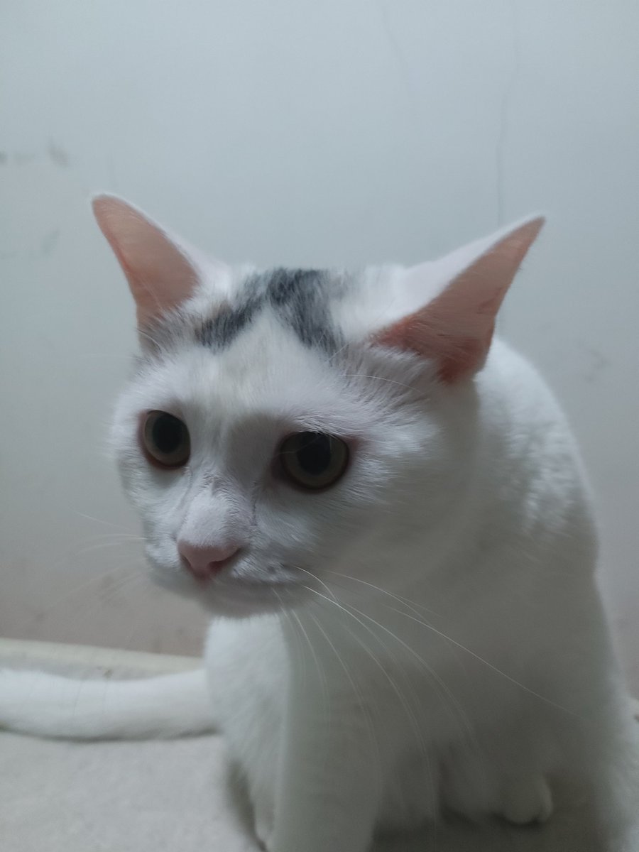 Fokste's tweet image. 