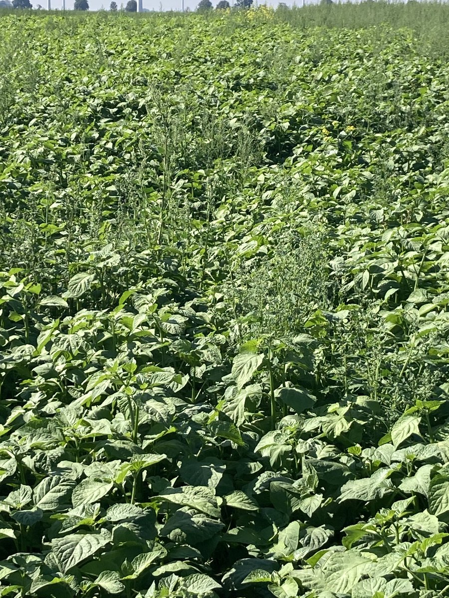David Paul Rushmer (@davidprushmer) on Twitter photo ā¦@Hutchinsons_Agā© ā¦<a href="/greenvaleAP/">GreenvaleAP</a>ā©. 2 different cover crops at Friday Bridge, Cambs. One is Solanum Scabrum, a crop grown to effectively fool potato cyst nematodes into thinking they can use it to multiply without success. The other is Maxi Cover, a nutrient balancer. ā¦@Hutchinsons_Agā© ā¦<a href="/greenvaleAP/">GreenvaleAP</a>ā©. 2 different cover crops at Friday Bridge, Cambs. One is Solanum Scabrum, a crop grown to effectively fool potato cyst nematodes into thinking they can use it to multiply without success. The other is Maxi Cover, a nutrient balancer.